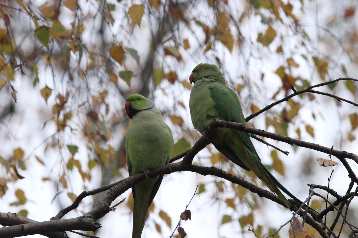 Rose-ringed Parakeet - ML645046970