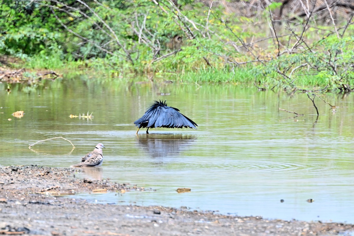 Black Heron - ML645046972