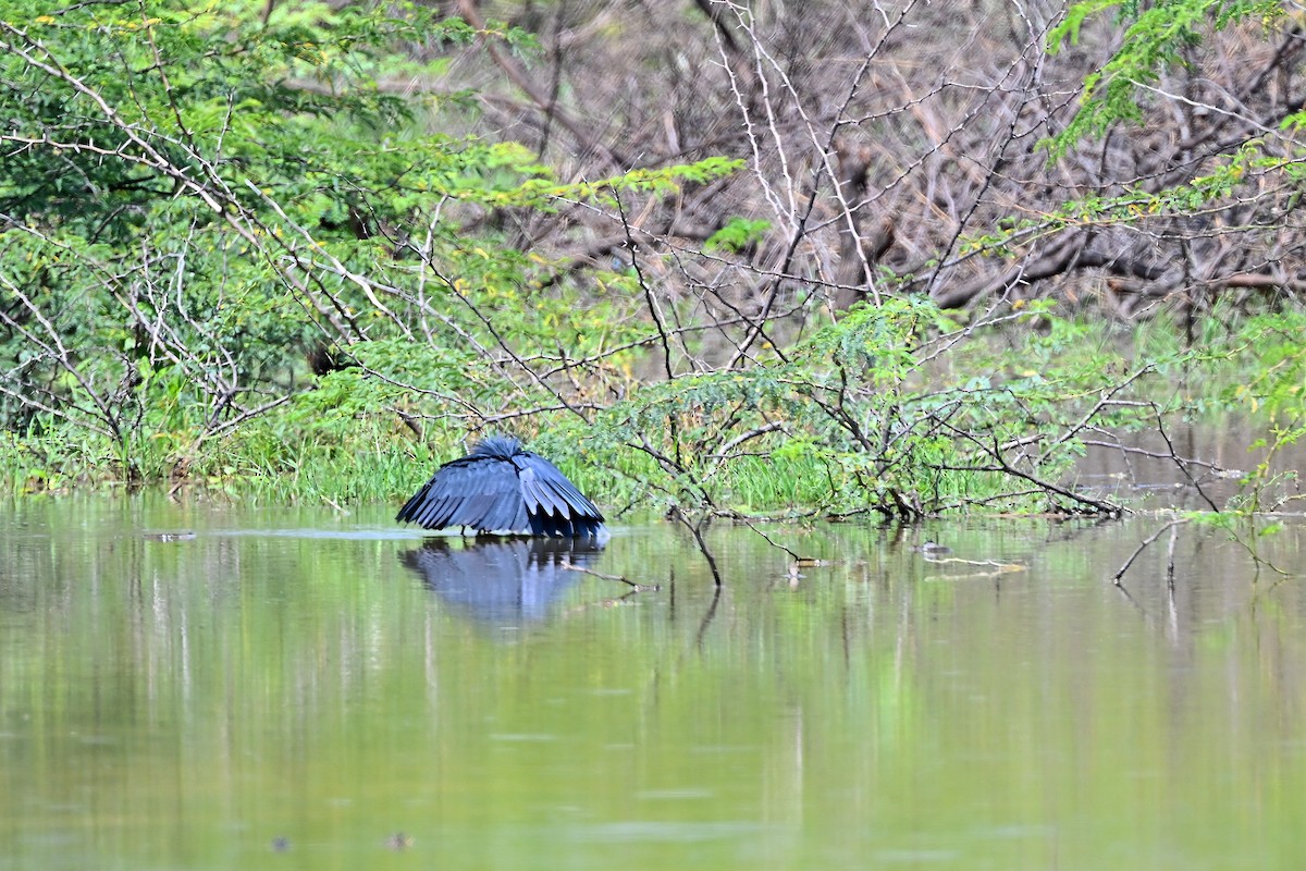 Black Heron - ML645046974