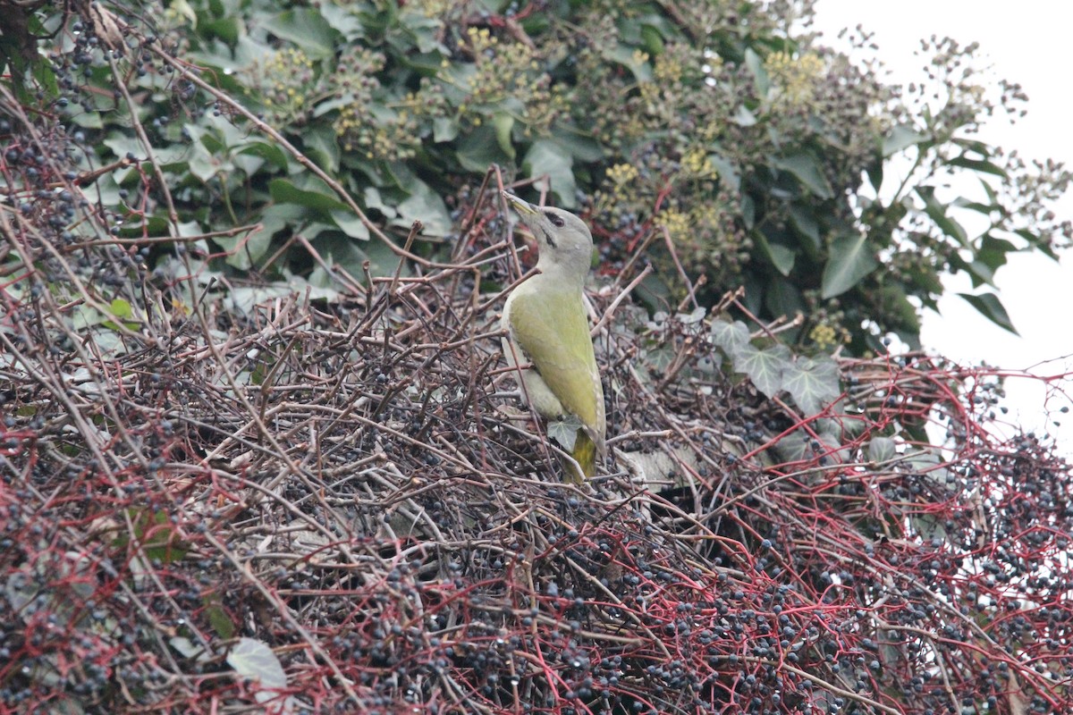 Gray-headed Woodpecker - ML645046976
