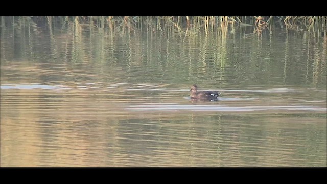 Schnatterente - ML645046985