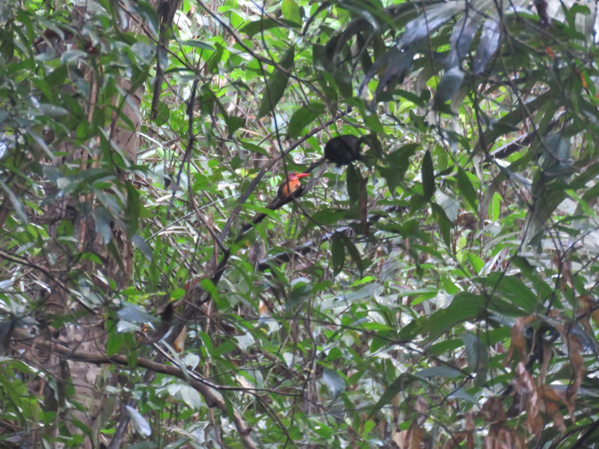 Sulawesi Dwarf-Kingfisher - ML645046991