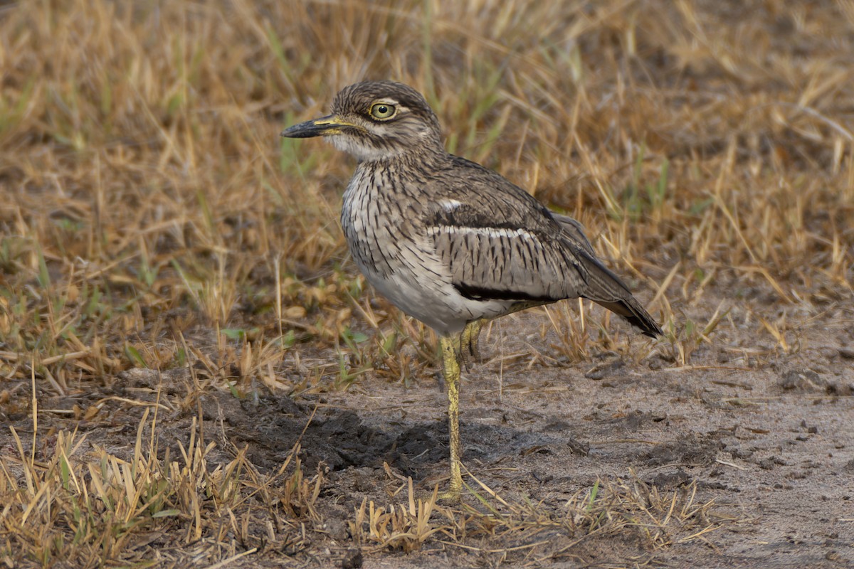 Senegal Thick-knee - ML645046996