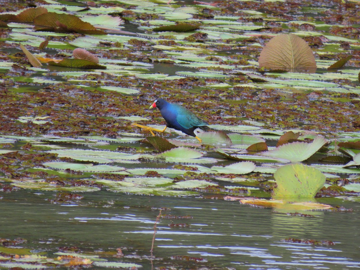 Uroilo urdin amerikarra - ML645047001