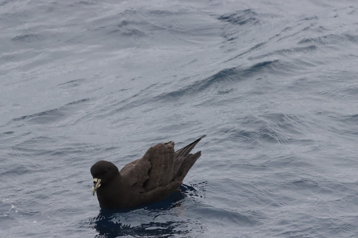 Beyaz Gıdılı Yelkovan - ML645047003