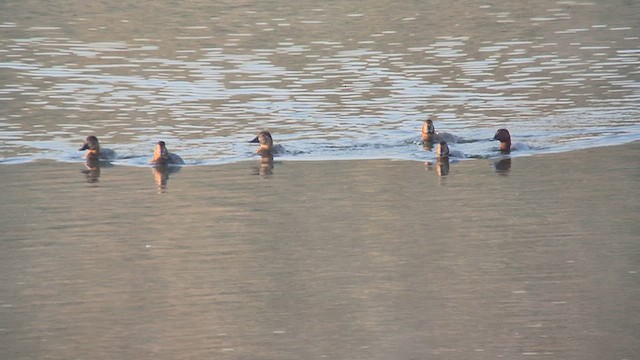 Common Pochard - ML645047006