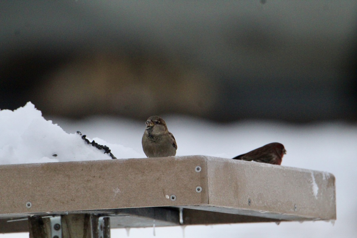 House Sparrow - ML645047007