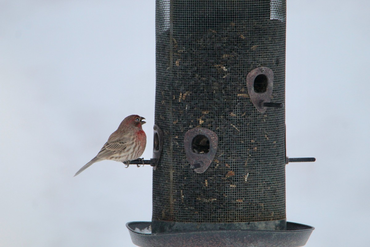 House Finch - ML645047012