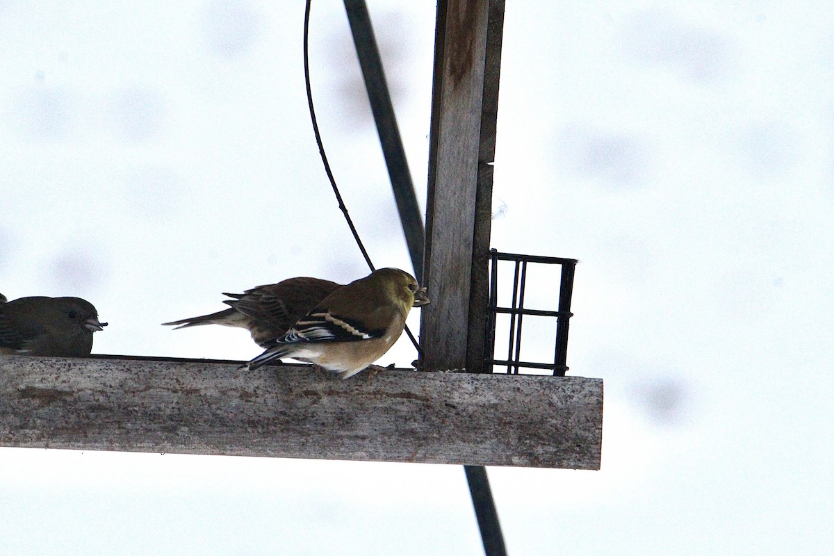 American Goldfinch - ML645047016