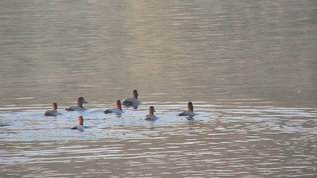 Common Pochard - ML645047041