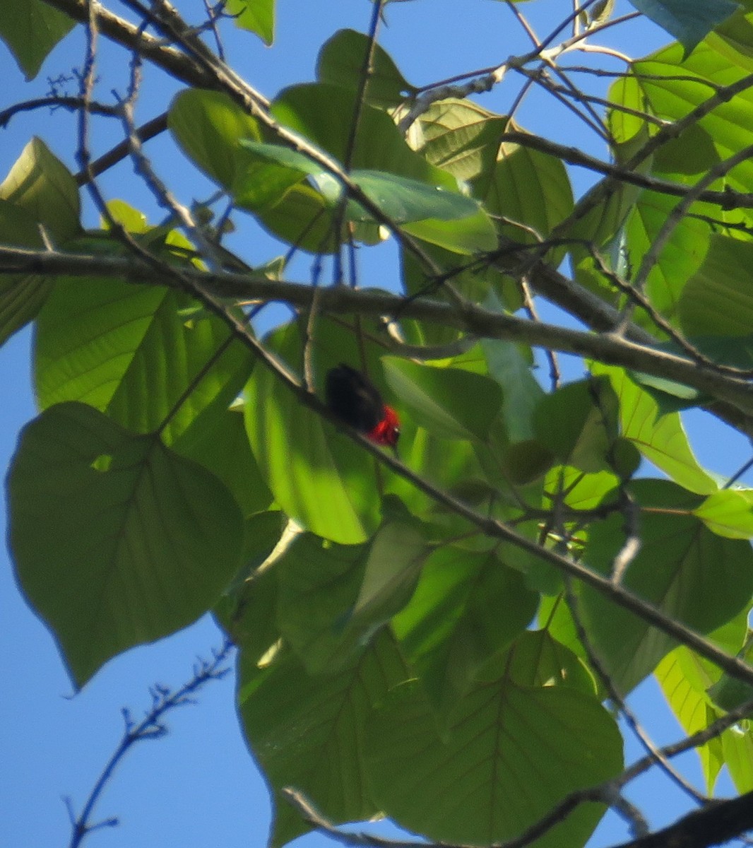 Crimson Sunbird (Sulawesi) - ML645047056