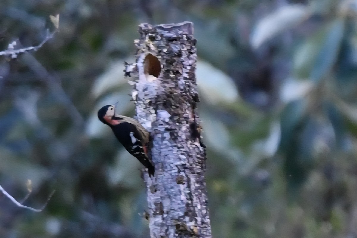 Crimson-naped Woodpecker - ML645047057