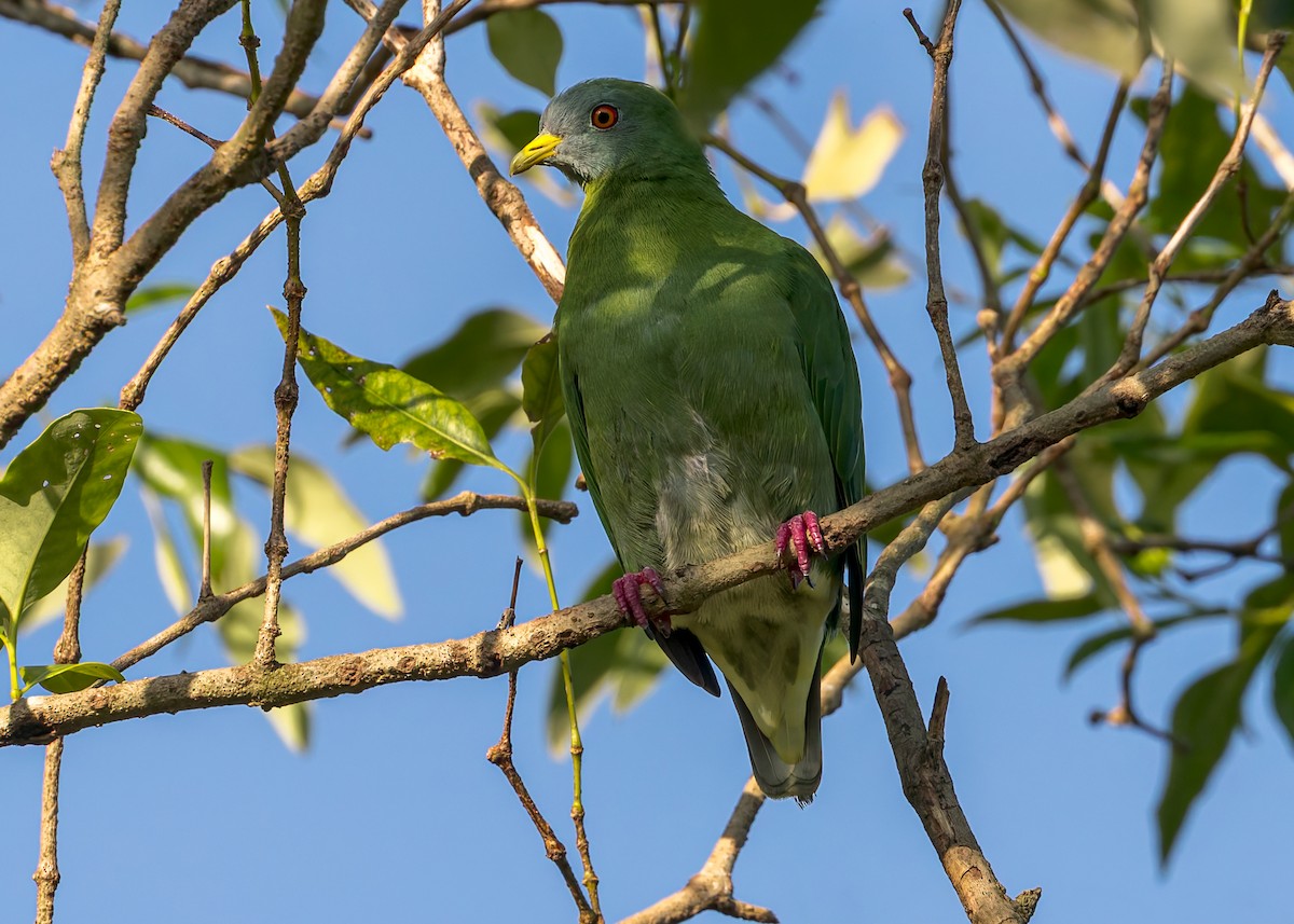 Claret-breasted Fruit-Dove - ML645047083