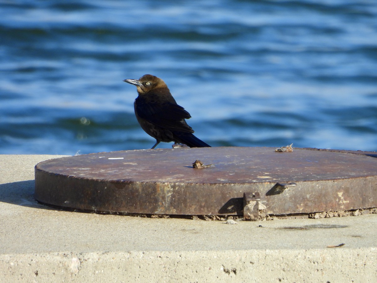 Great-tailed Grackle - ML645047084