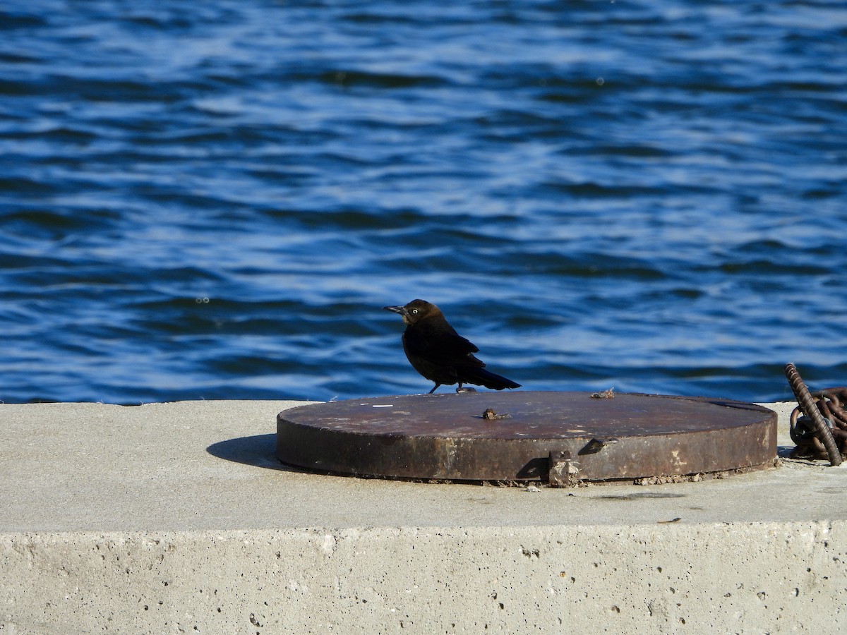 Great-tailed Grackle - ML645047085