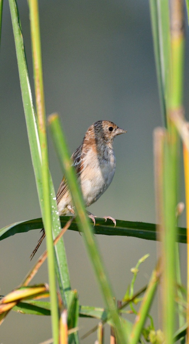 Black-headed Bunting - ML645047088
