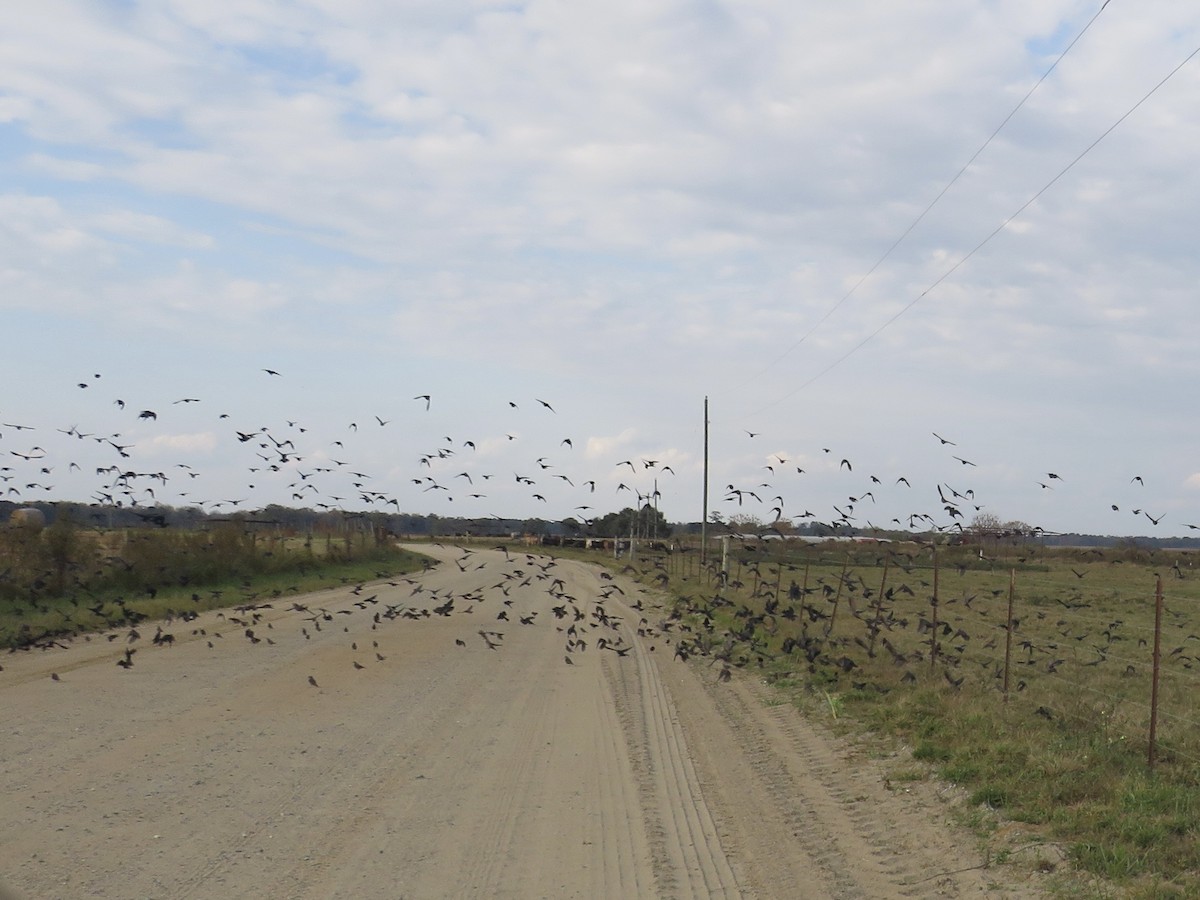 Braunkopf-Kuhstärling - ML645047091