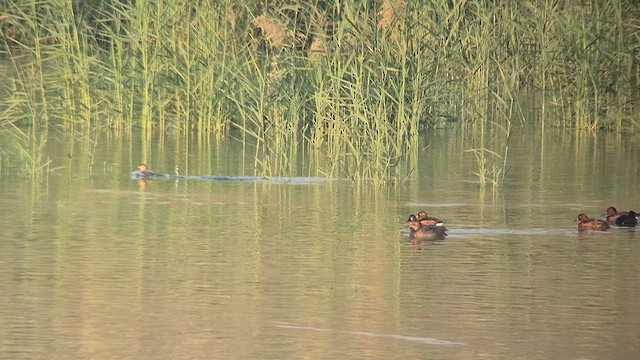 白眼潛鴨 - ML645047100