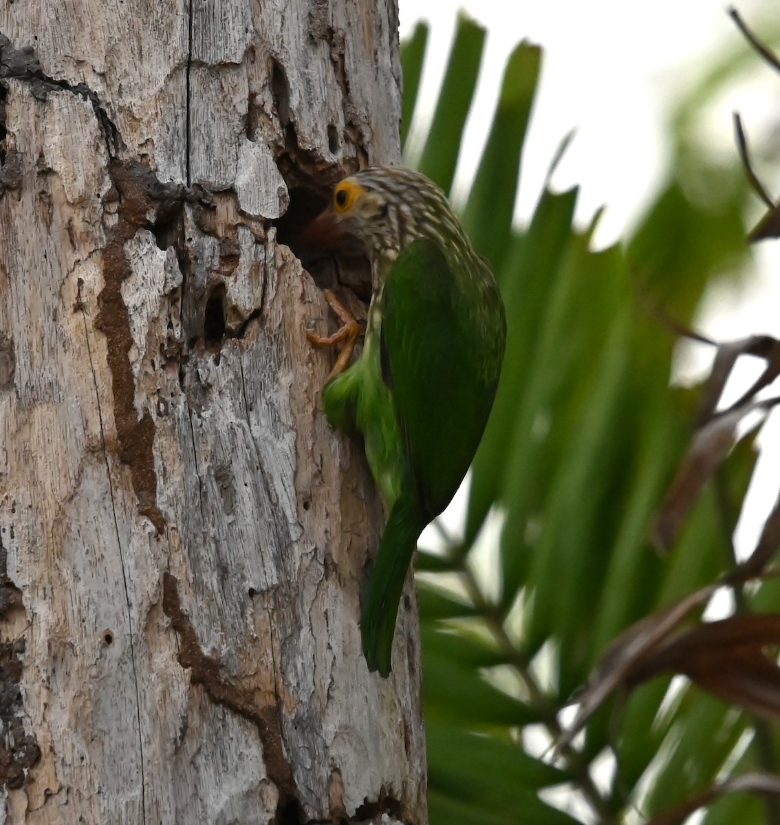 シロボシオオゴシキドリ - ML645047111