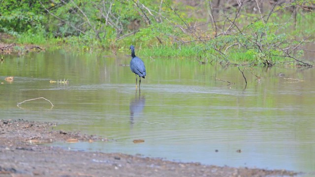 Black Heron - ML645047112
