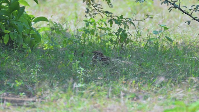 Slender-tailed Nightjar - ML645047115