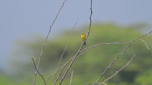 White-bellied Canary - ML645047117