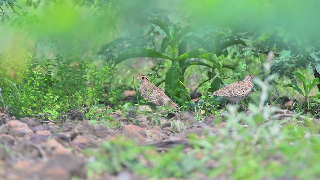 Courvite à triple collier - ML645047118