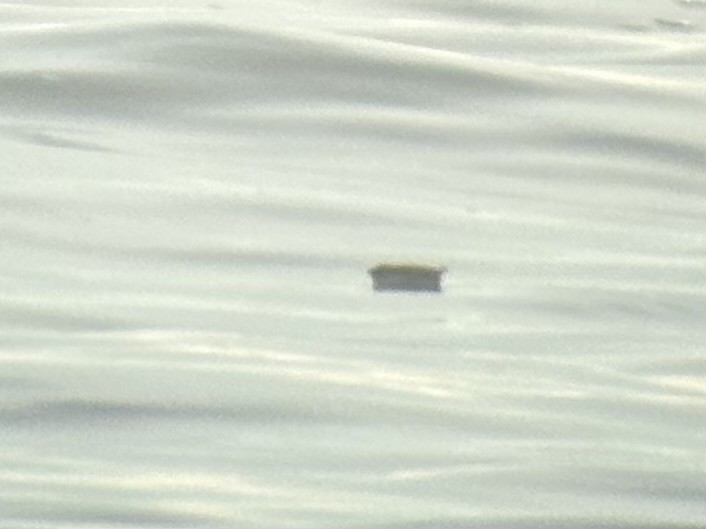 Pottorro txikia - ML645047119