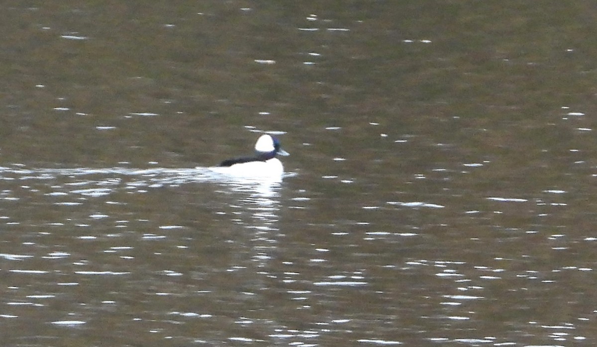 Bufflehead - ML645047124