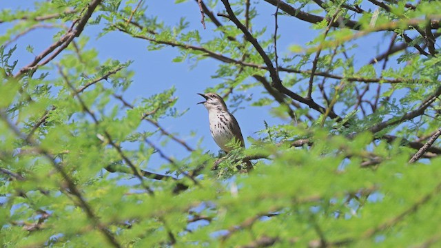 Spotted Morning-Thrush - ML645047126