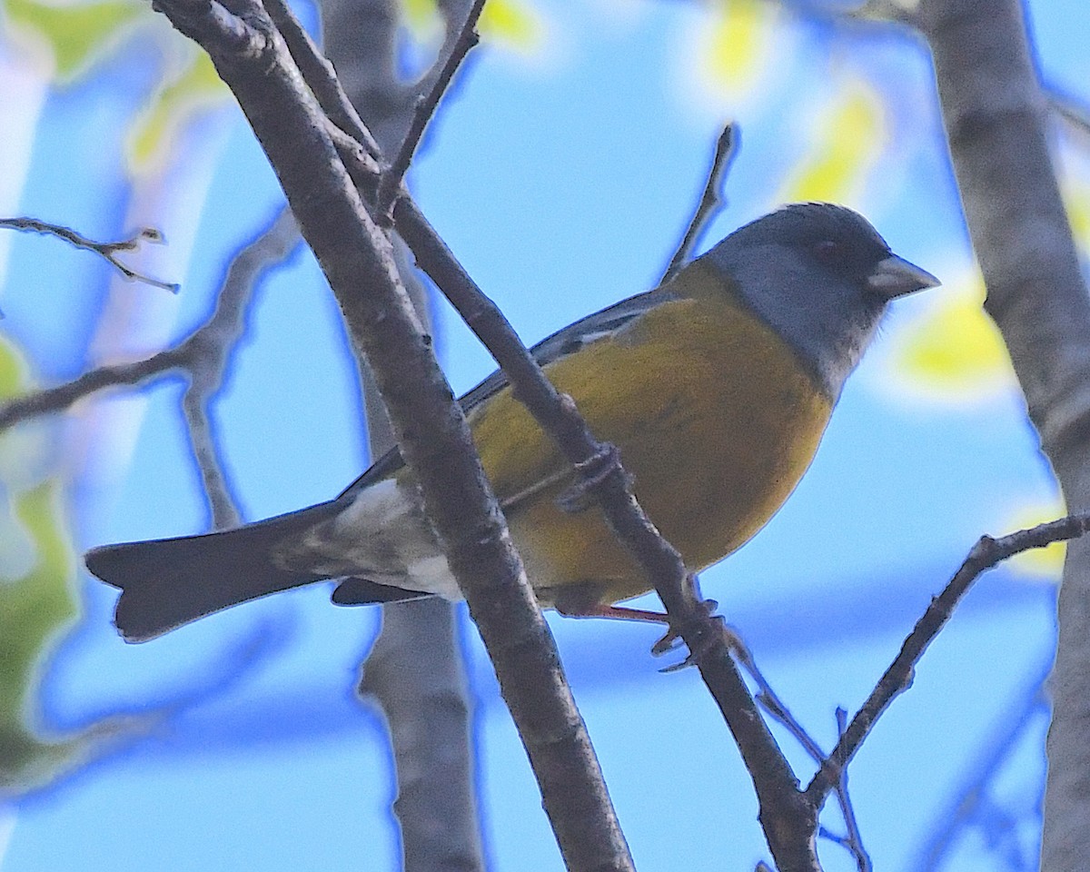 Patagonian Sierra Finch - ML645047129