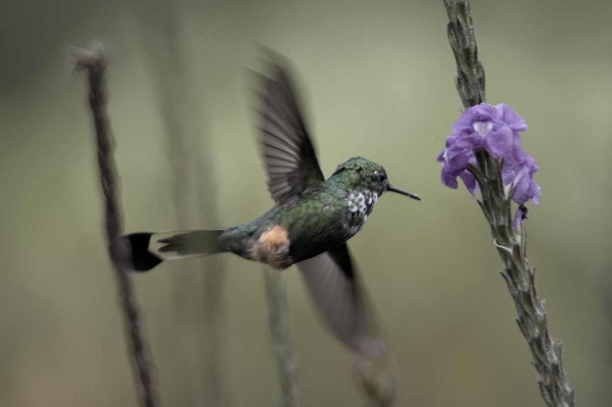 Peruvian Racket-tail - ML645047130