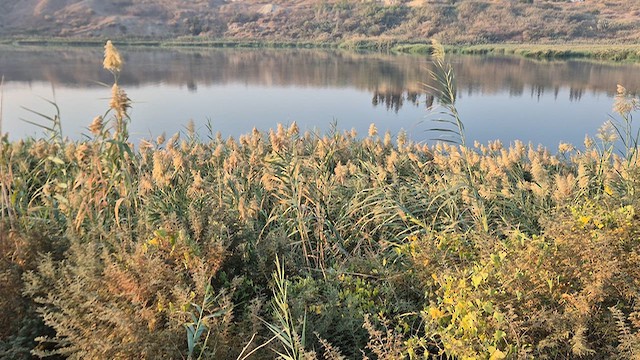 Savi's Warbler - ML645047133