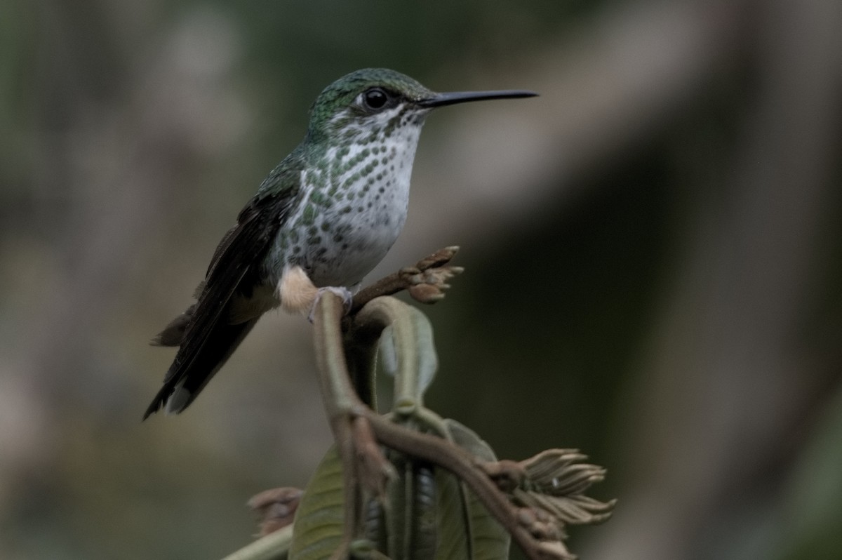 Peruvian Racket-tail - ML645047136