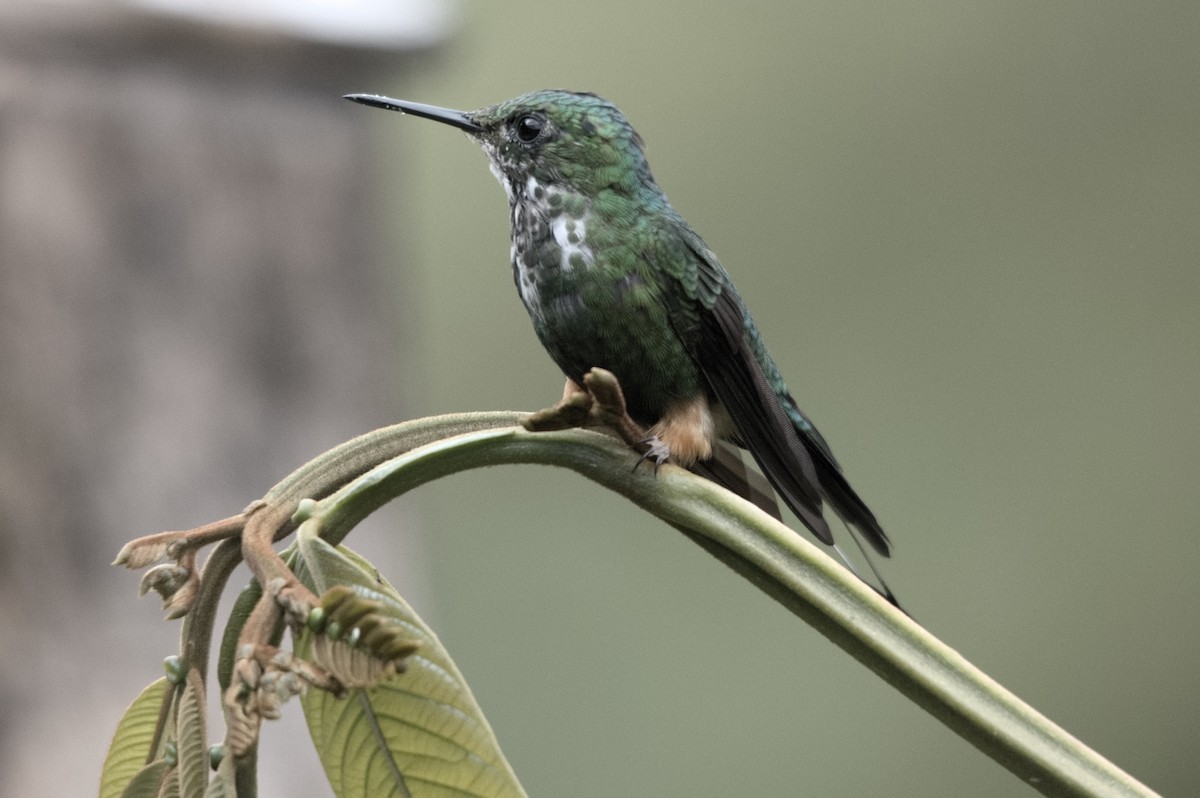 Peruvian Racket-tail - ML645047137