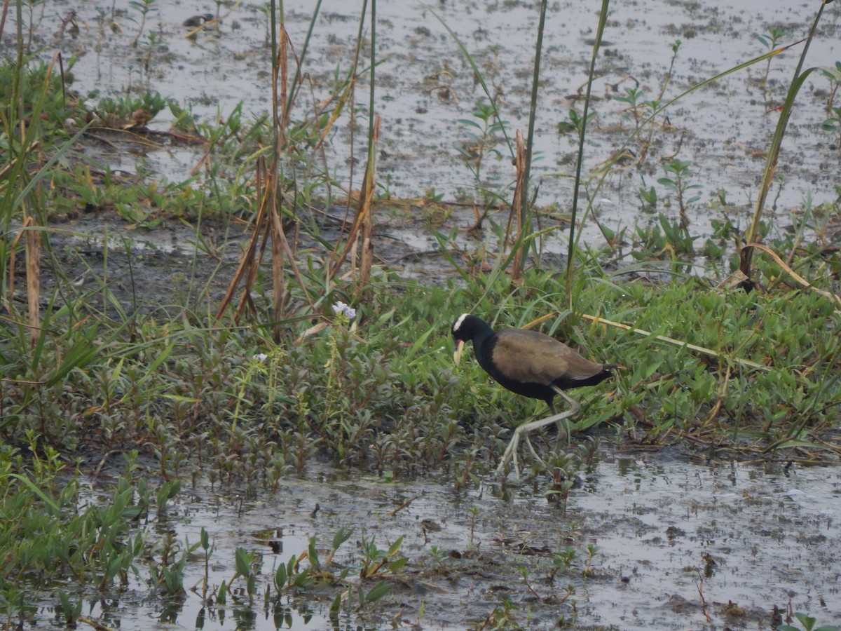 ostnák hnědoocasý - ML645047142