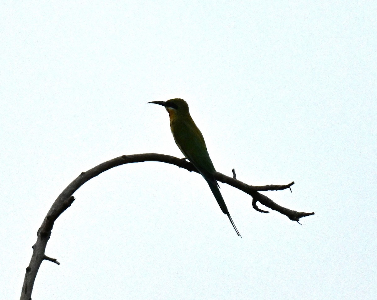 Blue-tailed Bee-eater - ML645047151