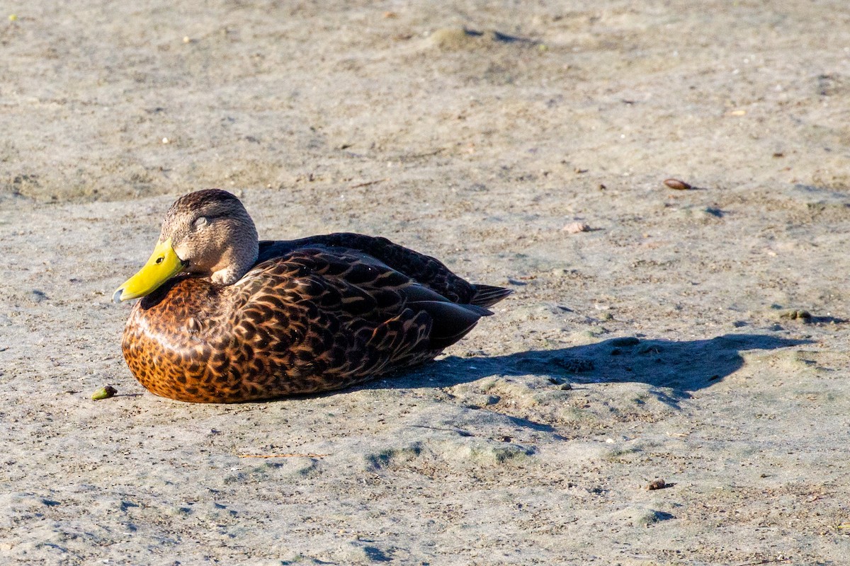 Mottled Duck - ML645047153