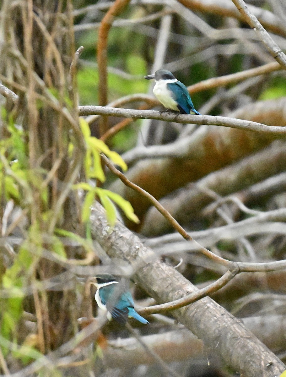 שלדג צווארון - ML645047154