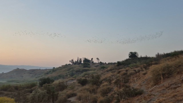 歐洲椋鳥 - ML645047157