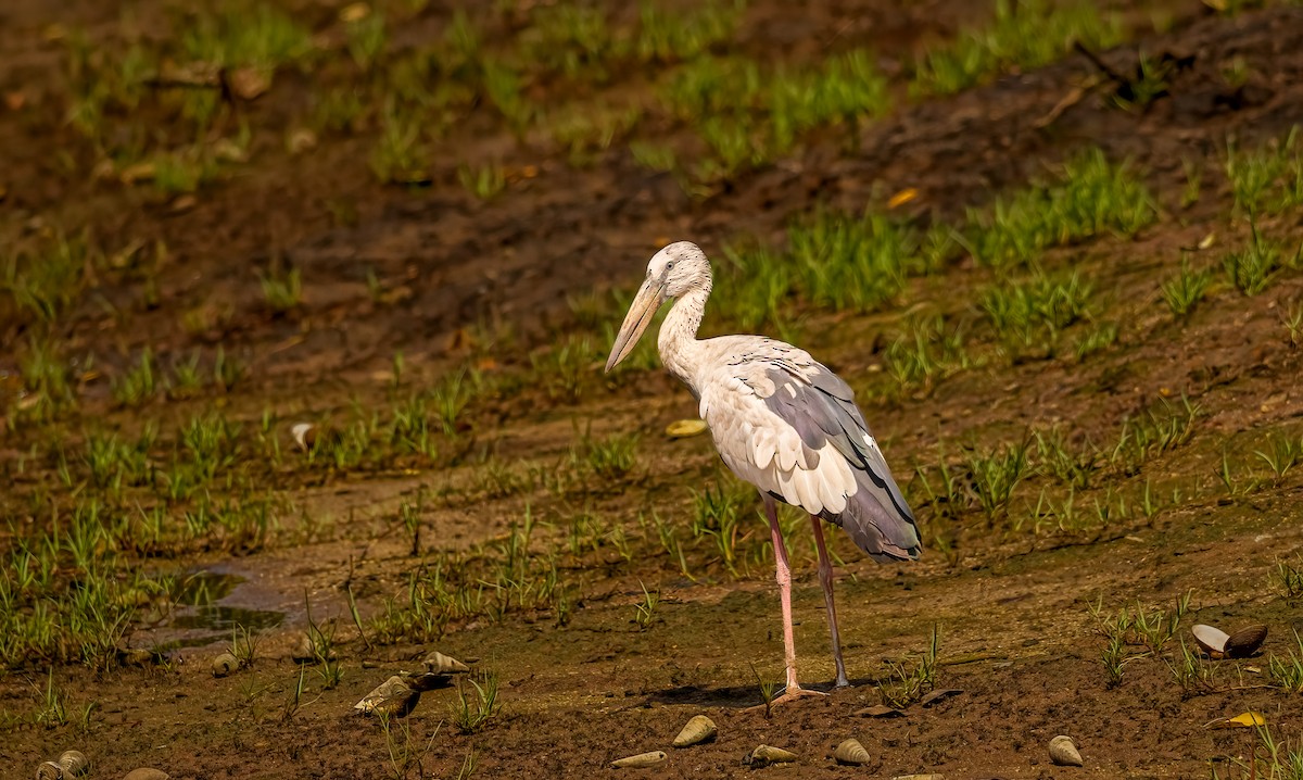 Asian Openbill - ML645047165