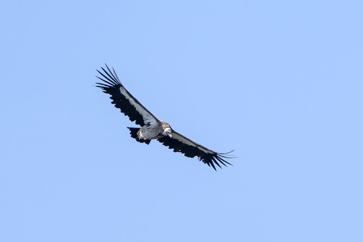 sup himálajský - ML645047166