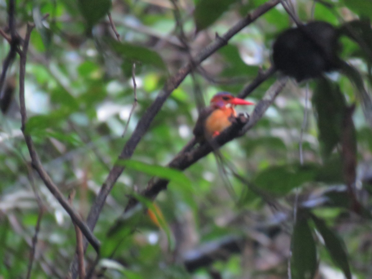 Sulawesi Dwarf-Kingfisher - ML645047168