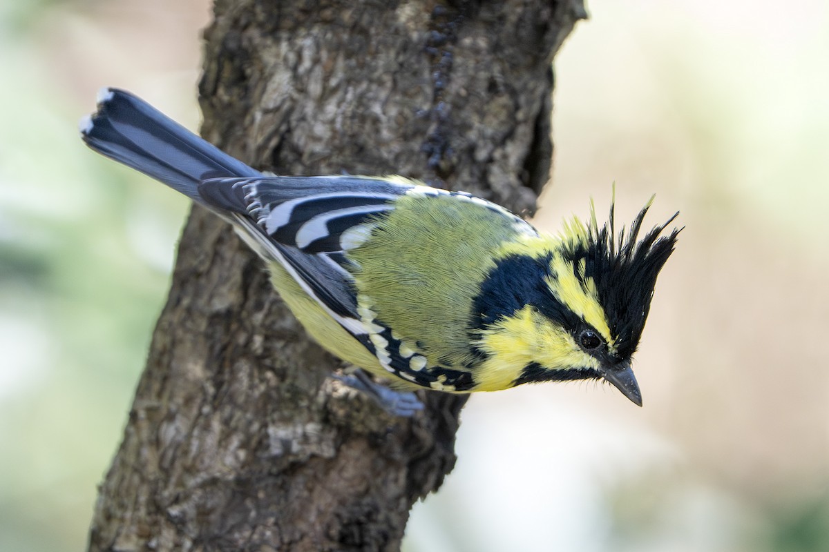 Himalayan Black-lored Tit - ML645047172