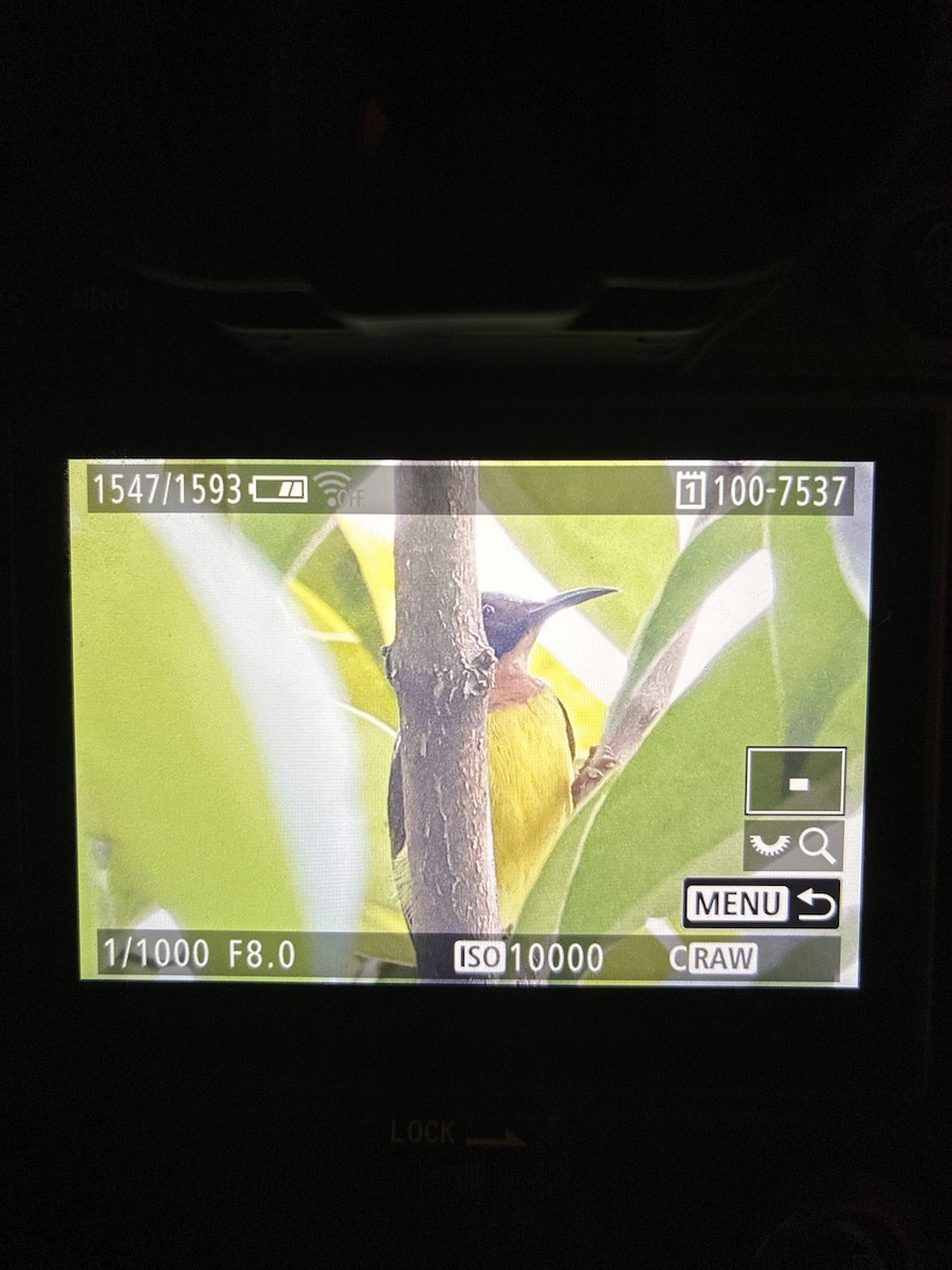 Brown-throated Sunbird - ML645047177