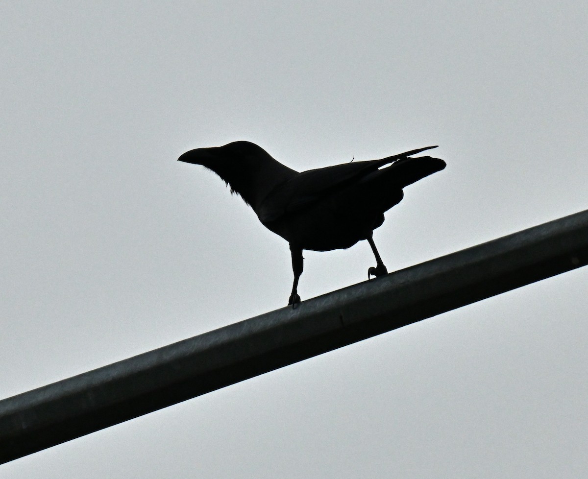 עורב הודי - ML645047178