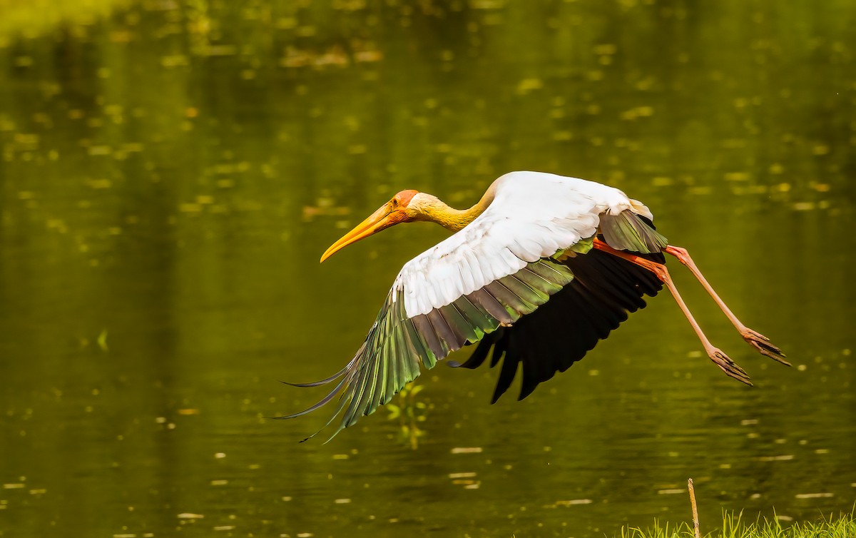 Milky Stork - ML645047182