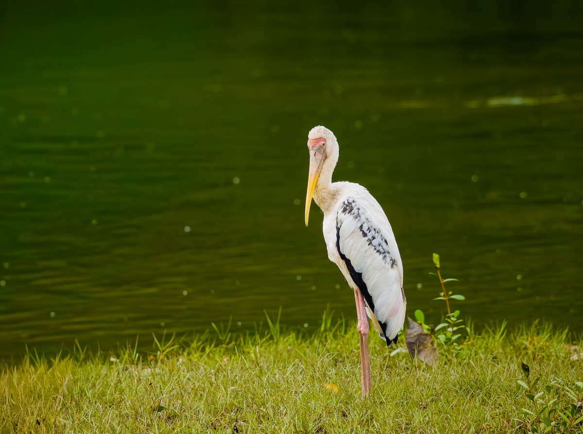 Milky Stork - ML645047183