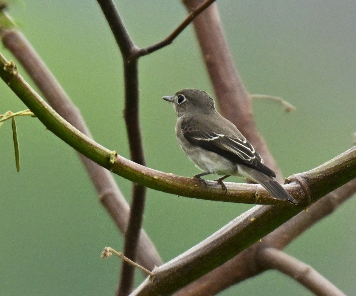 寬嘴鶲 - ML645047186