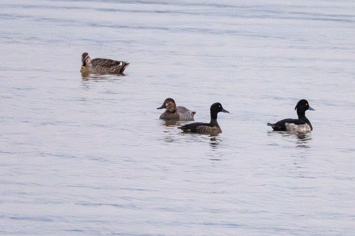 紅頭潛鴨 - ML645047187